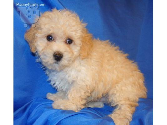 PoulaTo: Teacup Poodle κουτάβια